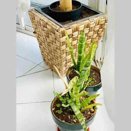 Begonia Center 230 By Namaste Elite 아파트